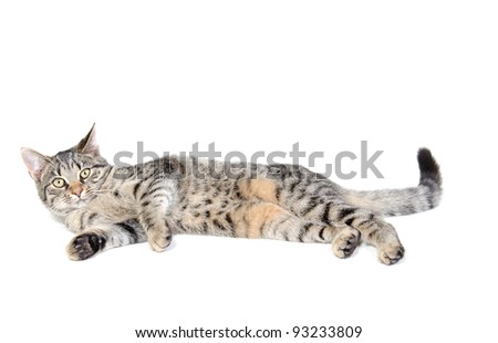 Cute pet tabby cat sitting on white background