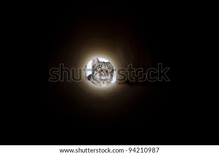 Cute pet tabby cat looking into a long dark tunnel