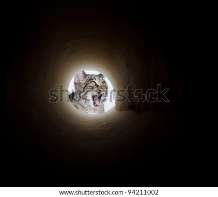 Dark Tabby Cat