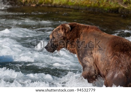 A large Alaskan brown bear fishes for salmon in the rapids of Brooks Falls in Katmai National Park