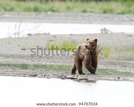 An Alaskan brown bear walks along the shore line of a like in Katmai National Park