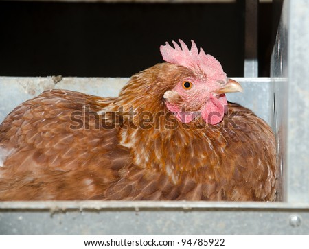A chicken laying an egg inside of a nesting box on a farm in Illinois