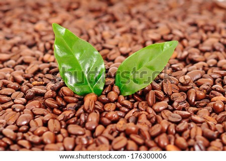 coffee leaves on the background of coffee beans
