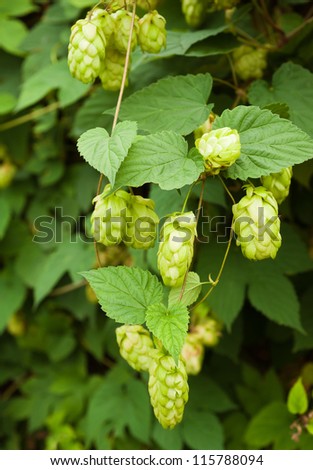 Natural background with leaves and hop