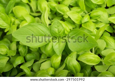 Green fresh Basil  background, basil background