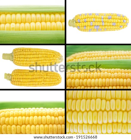 Healthy and organic food, Set of fresh corn and ear of corn .
