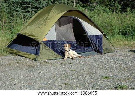 Camping with the dog