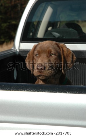 chocolate lab in truck bed