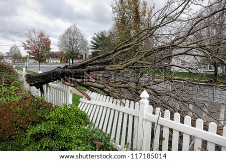 FLORENCE, NJ - OCT 30: An uprooted tree crashes into a yard and damages a fence during Hurricane Sandy in Florence, NJ on Oct 30, 2012