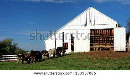 Cows grazing in herd on a grass field near a white wood clapboard tobacco drying barn with crop leaves hanging and drying on a traditional rural farm