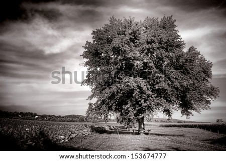 Large tree with dense foliage in a farm field with crops in the country in a rural countryside scene