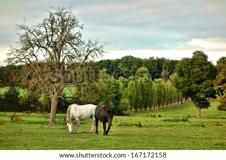 Two Percheron Draft Horses Grazing In A Farm Pasture Field In A Bucolic Country Scene In The Rural Region Of The Perche In France With One White Horse And The Other Black