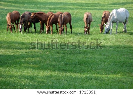 Thoroughbred race horses feeding on a green meadow at a racing stud farm