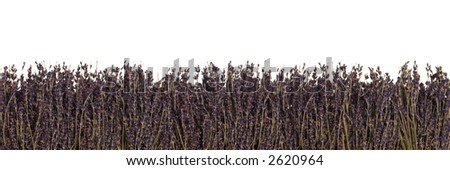Long lavender flower edge over white background