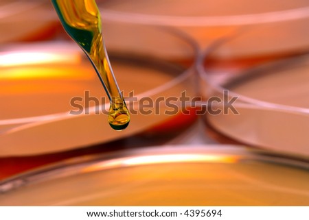 Laboratory pipette with drop of yellow liquid above petri dishes for an experiment in a science research lab