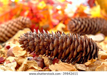 Fallen pine cone on fall color foliage forest floor