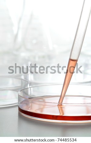 Laboratory plastic pipette with water condensation and chemical solution inside a laboratory Petri dish filled with red liquid for a biology experiment in a science research lab