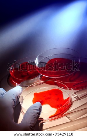 Forensic examiner laboratory analyst technician hand glove handling critical evidence and biological sample in Petri dishes for a criminal investigation in a pathological crime science research lab