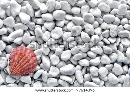 ribbed bivalve red and pink seashell shell on small white pebble seashore beach background