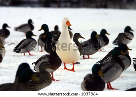 Do you STAND OUT from the crowd?  A picture of a white domesticated duck in a group of Mallard ducks.