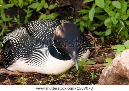 common loon facts. 2010 Common Loon Tending Eggs
