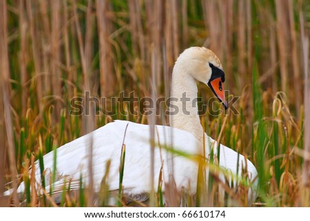 Wild Mother Swan Sits On Nest Protecting Her Eggs And Keeping Them Warm