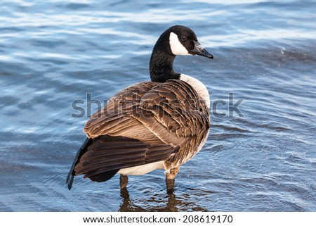 Single Canada goose with ruffled feathers standing in shallow water.