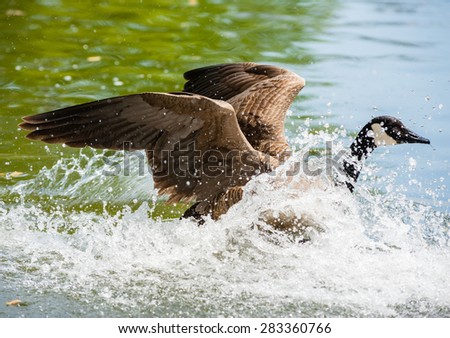 One Canada Goose landing in water with raised wings, moving right, causing big splash and waves against green water.