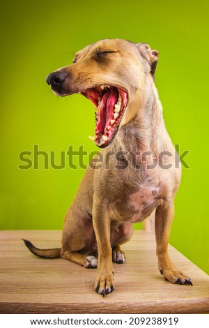 Small funny dog with open mouth. Funny animals theme.