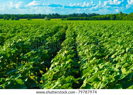 vast field before harvest