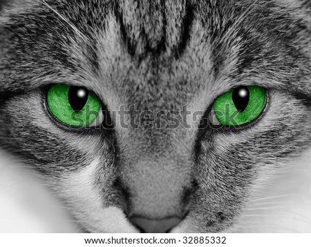 cat eyes close up. stock photo : Close-up of a