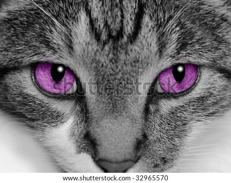 Welcome Snakerfire Rawr XD Stock-photo-close-up-of-a-cat-s-face-with-selective-coloring-of-her-bright-purple-eyes-32965570