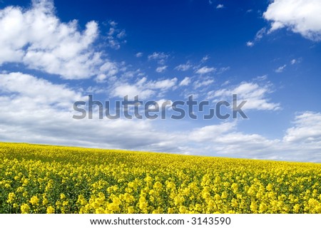 The yellow flowers on spring field.
