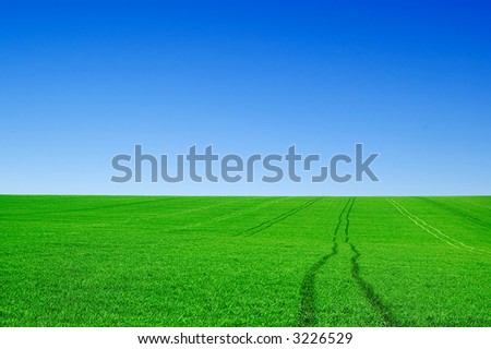 The green field and blue sky.