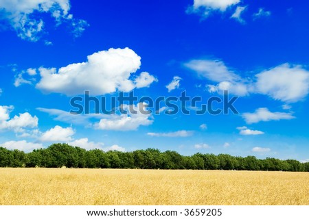 The yellow field and clouds in the sky.