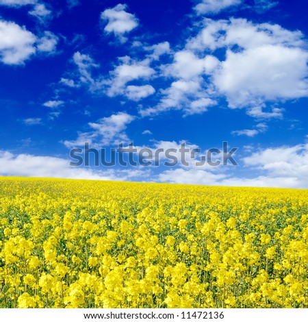 yellow flowers on spring field