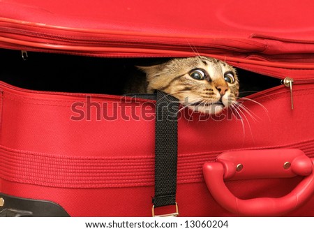 stock photo : Cat in a suitcase
