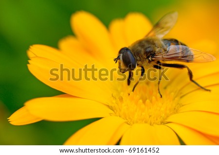 Nectar Flower