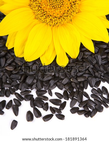 Yellow sunflower and sunflower seeds on a white background