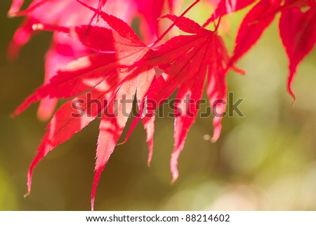 Abstract patterns of red and pink Japanese maple leaves contrasted with blurred soft green background. Horizontal format with copy space.