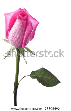Single hot pink hybrid tea rose bud, stem with one leaf, vertical layout, isolated on white background and copy space.