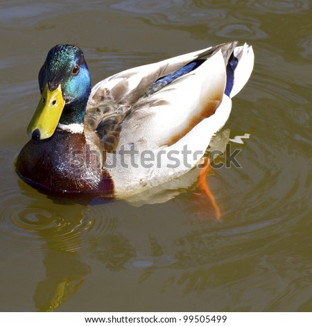 Drake mallard duck with iridescent green feathers, yellow beak, and white neck ring. Closeup looking down on duck. Its orange webbed foot makes ripples on pond water surface. Square with copy space.