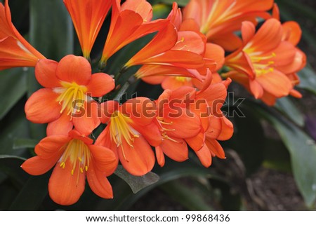 Bright orange Kafir lily flower cluster with background of  dark green strap-like leaves. Each trumpet-shaped blossom has long yellow stamens. Horizontal layout.