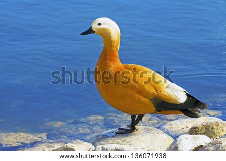 The name of a bird Ogar,Red duck Tadorna ferruginea.