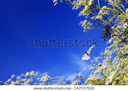 White butterfly sitting on a flower among the fields in summer weather.