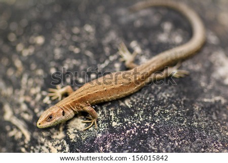 Little sand lizard sitting on a stone in summer and live in Russia.Name Lacerta agilis.