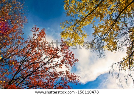 Golden autumn landscape with deciduous trees against the sky in Sunny weather.
