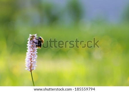 Insects sit together on the flowered plant in the field in summer in Sunny weather.