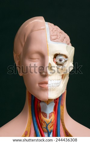 Human head anatomy model isolated on the dark background