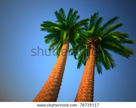 Palm tree - low angle. This is a3d render illustration